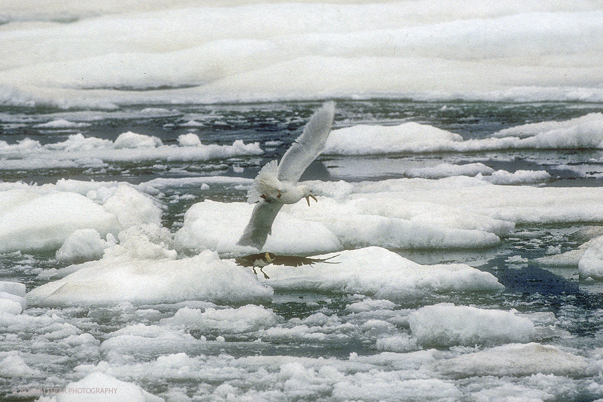 117 SIBERIA.jpg - Luglio/Agosto 1992. Siberia, terra dei Chukchi. Nell'oceano artico  125 Km a nord-est della penisola dei Chukchi (Siberia) c'Ã¨  l'isola di Wrangel, essa ospita piÃ¹ del doppio di specie vegetali (417) di qualsiasi territorio artico a paritÃ  di superficie nonchÃ¨ 30 specie diverse di uccelli oltre ad orsi polari, foche e trichechi ; per questo motivo   Ã¨ stata proclamata patrimonio dell'umanitÃ  dall'UNESCO. Nella foto isola di Wrangel battaglia per ilpossesso del cibo tra Stercorari e gabbiani tridattili.